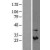 Western Blot: TIMP1 Lysate [NBL1-16924] - Western Blot experiments.  Left-Control; Right -Over-expression Lysate for TIMP1.